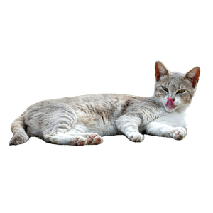 Gray Tabby Cat Lying Down Outdoors, Licking Nose With A Content Expression. 14291 - Cat PNG image with transparent background